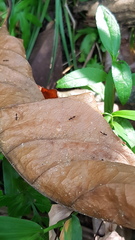 Diptera