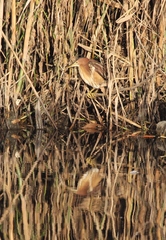 Ixobrychus minutus payesii