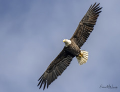 Haliaeetus leucocephalus