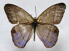 Amiga arnaca
