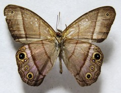 Amiga arnaca