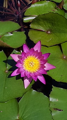 Nymphaea