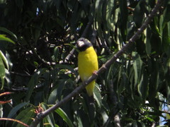 Coccothraustes abeillei