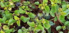 Acanthospermum glabratum