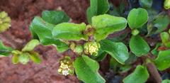 Acanthospermum glabratum
