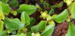Acanthospermum glabratum