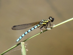 Platycypha lacustris