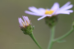 Aster amellus