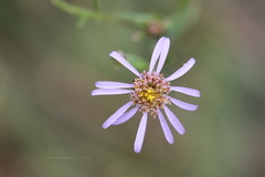 Aster amellus
