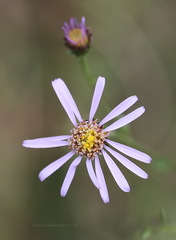 Aster amellus