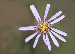 Aster amellus