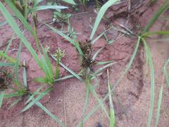Cyperus nitidus
