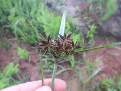 Cyperus nitidus