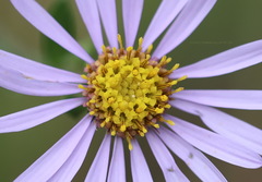 Aster amellus