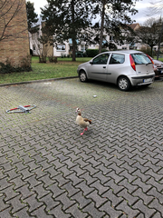 Alopochen aegyptiaca