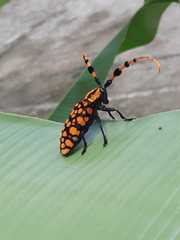 Aristobia reticulator