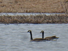 Branta canadensis