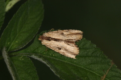Antachara diminuta