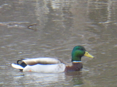 Anas platyrhynchos