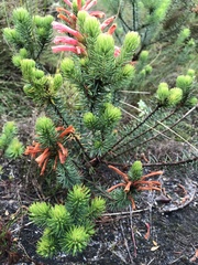Erica abietina