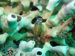 Clavelina meridionalis
