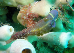 Clavelina meridionalis