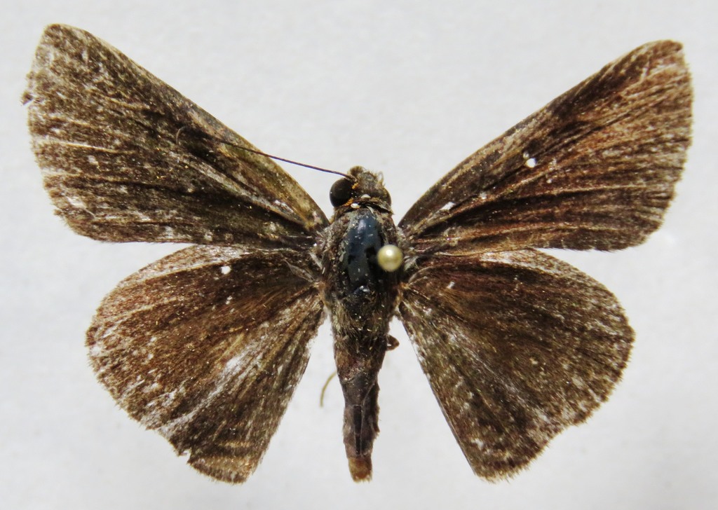 Jungle Skipper