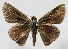 Papias subcostulata
