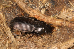 Megadromus guerinii