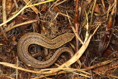 Oligosoma polychroma