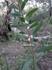 Hakea dactyloides