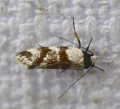 Isomoralla gephyrota