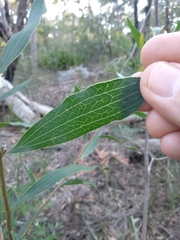 Hakea dactyloides