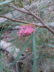 Grevillea longifolia