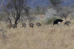 Struthio molybdophanes