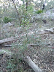 Grevillea longifolia