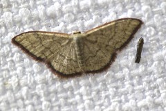 Idaea coercita