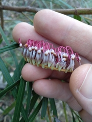 Grevillea longifolia