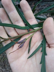 Grevillea longifolia