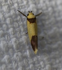 Crepidosceles timalphes