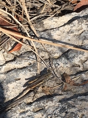 Chorthippus brunneus