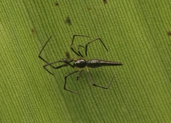 Chikunia nigra