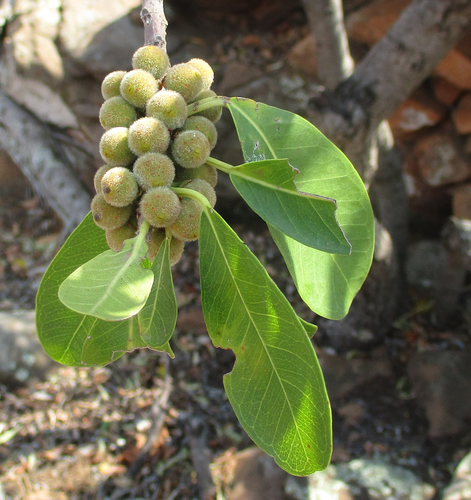 Ficus thonningii image