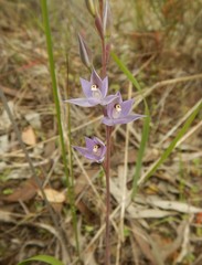 Thelymitra nuda