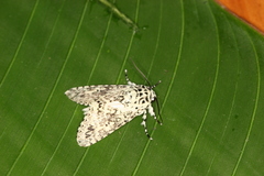 Lichnoptera pollux
