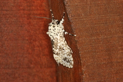 Lichnoptera pollux