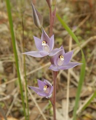 Thelymitra nuda