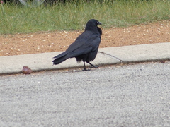 Corvus coronoides perplexus