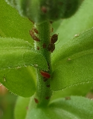Aphidoletes aphidimyza