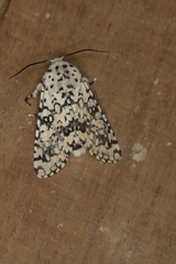 Arctioptera cavillator